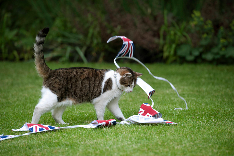 Illustration for article titled A Question About Brexit: Does 10 Downing Street Get to Keep Larry the Cat?Â